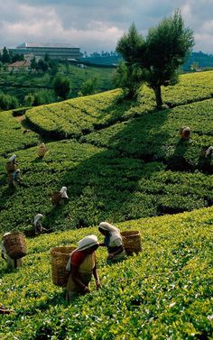 people picking tea leaves in the middle of a field