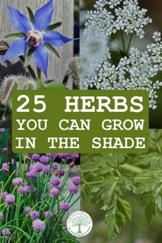 some flowers and plants with the words 25 herbs you can grow in the shade