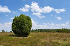 a large green tree in the middle of a grassy field with blue sky and clouds