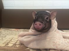 a small pig wrapped in a blanket on top of a bed