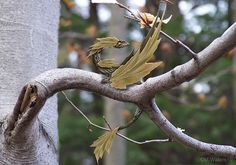 a bird sitting on top of a tree branch next to a leaf covered tree trunk