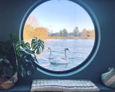 a swan swimming in the water through a round window