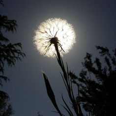 a dandelion with the sun shining behind it