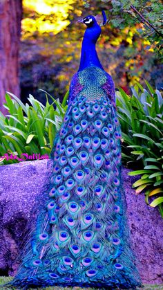 a peacock standing on top of a rock next to green grass and trees in the background