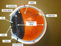 the structure of an eyeball with labels on each side and labeled parts labelled below