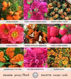 the different types of flowers are shown in this image, including oranges, pinks, and purples