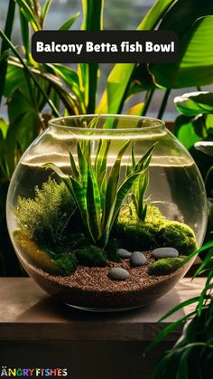 a fish bowl filled with plants and rocks