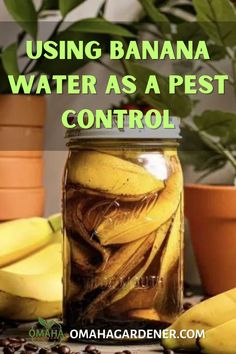 a jar filled with bananas sitting on top of a table next to potted plants