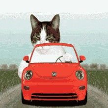 a cat sitting in the driver's seat of a red car on a road