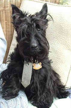 a small black dog sitting on top of a couch