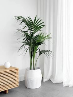 a potted plant sitting next to a wooden cabinet