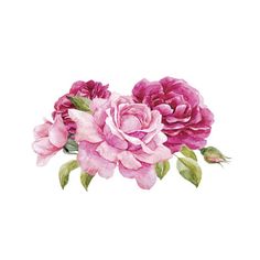 pink roses with green leaves on white background