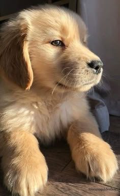 a puppy is sitting on the floor with his paw up and looking at something off to the side