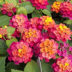 many different colored flowers are growing in the planter, with green leaves around them