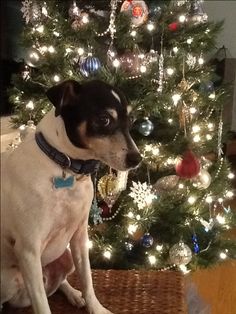 a black and white dog sitting in front of a christmas tree with lights on it