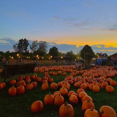 a field full of pumpkins sitting in the grass