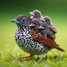 three baby birds sitting on top of each other in the grass with their beaks open