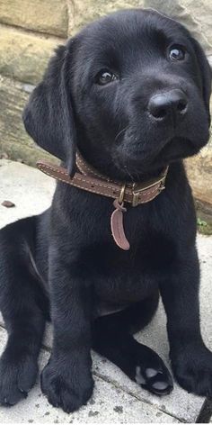 a black dog sitting on top of a cement floor next to a stone wall and looking up at the camera