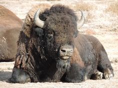 two bison laying down on the ground in front of some dry grass and dirt,