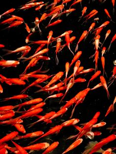 a large group of orange fish swimming in the water with their tails curled up together