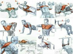 an image of a man doing exercises on the back with muscles highlighted in different positions