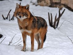 a brown and black animal standing in the snow