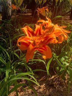 Tropical Flower Aesthetic, Orange And Green Aesthetic, Orange Flowers Aesthetic, Aesthetic Background Green, Mine Aesthetic, Fleur Orange, Background Green, Nothing But Flowers, Pinterest Ideas