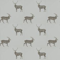 an image of deers with antlers on them