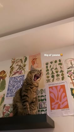 a cat yawns while sitting on top of a shelf with many different designs