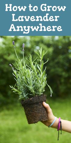 a person holding a potted plant in their hand with the words how to grow lavender anywhere