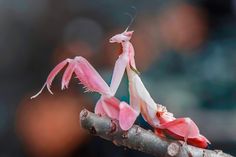 a close up of a flower on a branch