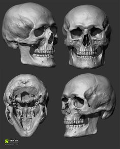 four different views of the human skull