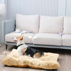 a dog is sitting on his bed in front of the couch and looking at something