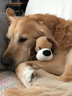 a golden retriever dog sleeping with his stuffed toy