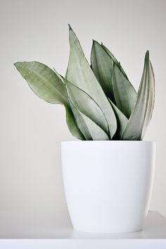 a plant in a white pot on a table