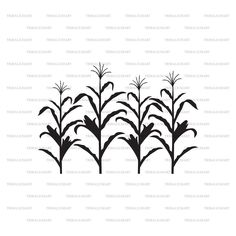 a black and white silhouette of corn stalks on a white background with the words,