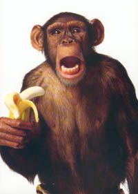 a monkey with its mouth open holding a banana