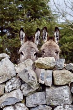 two donkeys peeking over a stone wall with trees in the background