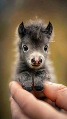 a tiny gray and black animal in someone's hand with it's eyes wide open