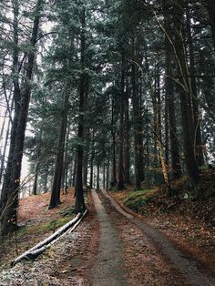 a dirt road in the middle of a forest