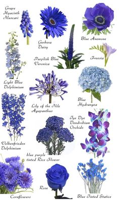 blue flowers and their names are shown in this image, with the same color as they appear