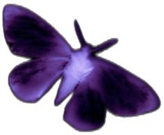 a purple flower is shown in the middle of an image with no petals on it