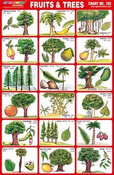 an illustrated poster showing the different types of trees and how they are used to grow them