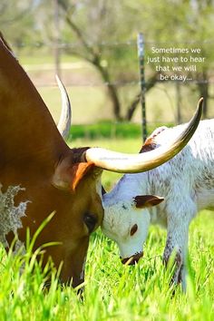 two cows with long horns standing in the grass near each other and one has its head on another cow's back