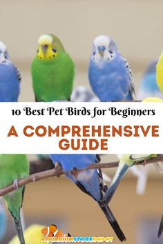 best pet birds for beginners Parakeet Colors, Parakeet Care, Best Pet Birds, Aquarium Store, Fish Care, Parakeets, Reef Tank, Pet Bird, Aquatic Plants