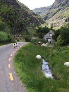 sheep are walking down the road in front of some houses and mountains with a stream running between them