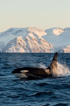 Skervoy Norway Wildlife Photography Orca Wallpaper Hd, Tromso Whale Watching, Norway Whale Watching, Norway Travel Photography, Orca Whales Aesthetic, No Big Light, Norway Whales, Nature Up Close, Norway Orcas