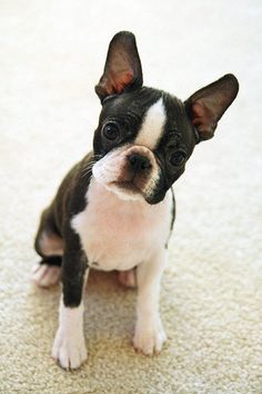 a small black and white dog sitting on the floor