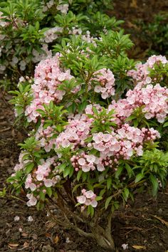 pink flowers are blooming in the ground next to green leaves and shrubbery on either side