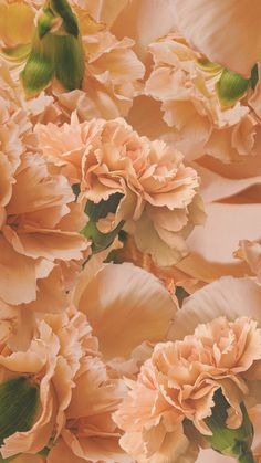 Wallpaper beautiful carnations peach cream pastel colors 
IG: fleur.destinee Carnation Wallpaper Aesthetic, Beautiful Carnations, Peach Carnation, Peach Carnations, Sorority Aesthetic